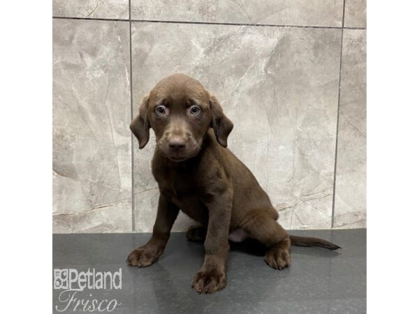 Labrador Retriever Dog Female Chocolate 31244 Petland Frisco, Texas