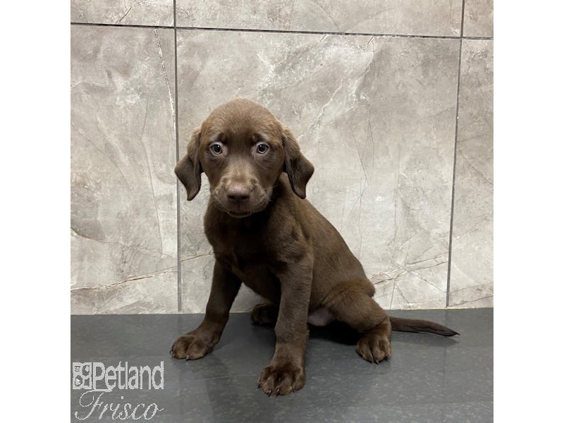 Labrador Retriever Dog Female Chocolate 31244