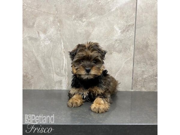 [#31213] Blk & Tan Male Yorkshire Terrier Puppies For Sale
