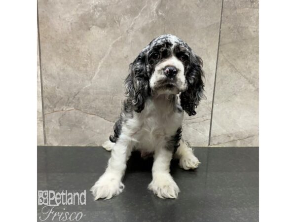 Cocker Spaniel Dog Male Blue Roan 31231 Petland Frisco, Texas