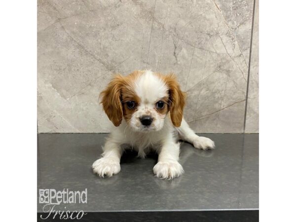 Cavalier King Charles Spaniel-Dog-Male-Blenheim-31230-Petland Frisco & Mckinney, Texas