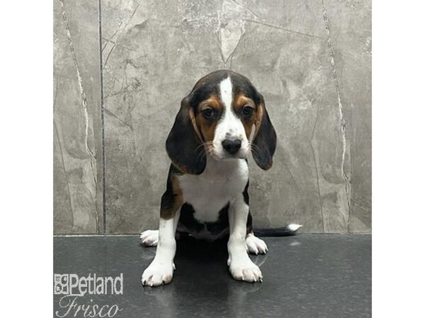 Beagle-Dog-Female-Black White and Tan-31226-Petland Frisco & Mckinney, Texas