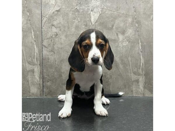 Beagle Dog Female Black White and Tan 31226 Petland Frisco, Texas