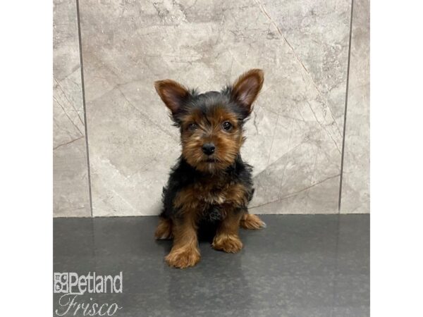 Yorkshire Terrier Dog Female Black and Tan 31217 Petland Frisco, Texas