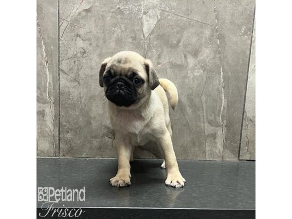 Pug Dog Female Fawn 31216 Petland Frisco, Texas