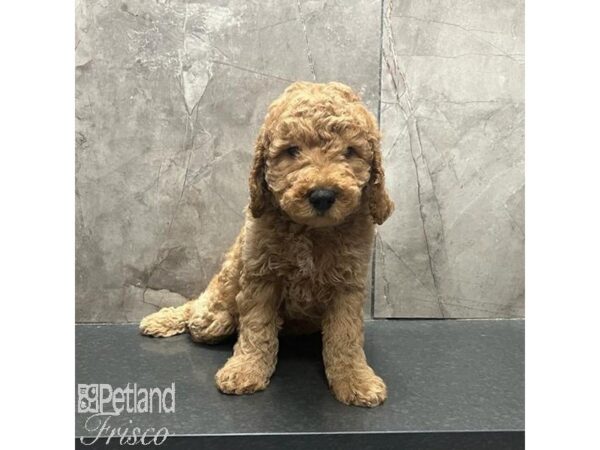 Goldendoodle Mini 2nd Gen Dog Male Red 31272 Petland Frisco, Texas