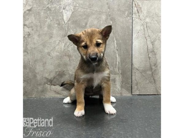 Shiba Inu-Dog-Female-Red-31268-Petland Frisco, Texas
