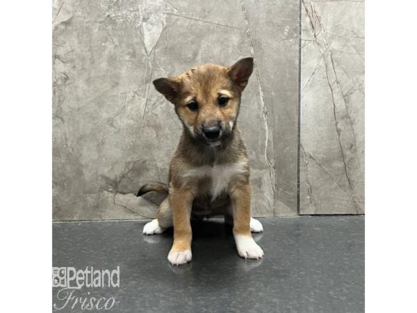 Shiba Inu-Dog-Female-Red-31268-Petland Frisco & Mckinney, Texas