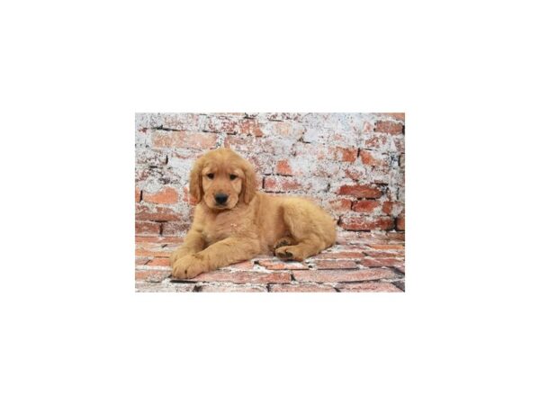 Golden Retriever Dog Male Golden 31296 Petland Frisco, Texas