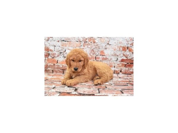 Golden Retriever-Dog-Female-Dark Golden-31294-Petland Frisco & Mckinney, Texas