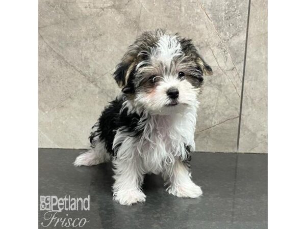 Morkie Dog Male Black / White 31277 Petland Frisco, Texas