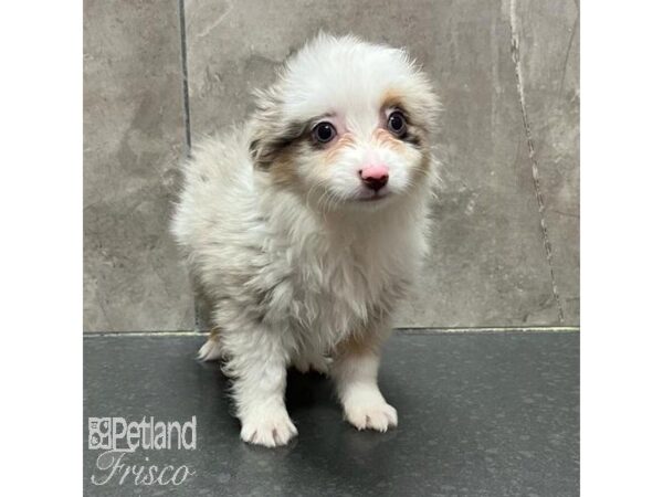 Toy Australian Shepherd Dog Male Blue Merle 31279 Petland Frisco, Texas