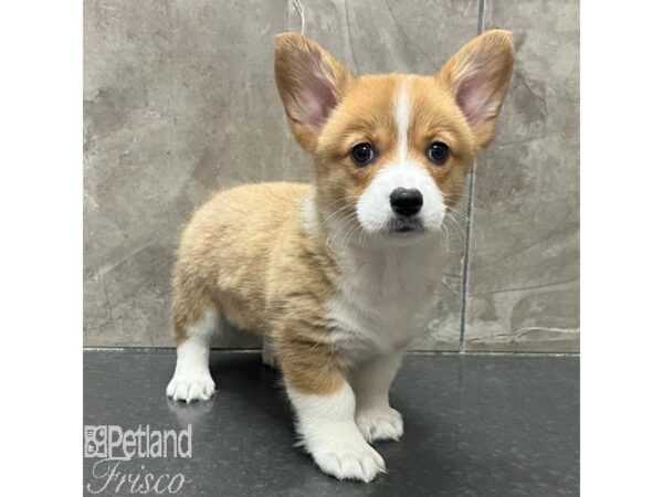 Pembroke Welsh Corgi-Dog-Female-Red-31280-Petland Frisco & Mckinney, Texas