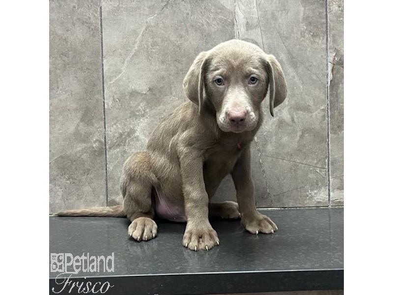 Labrador Retriever Dog Male Silver 31281