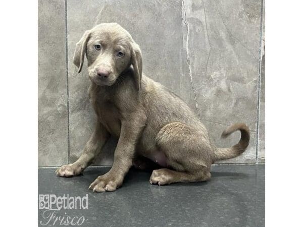 Labrador Retriever-Dog-Female-Silver-31282-Petland Frisco, Texas