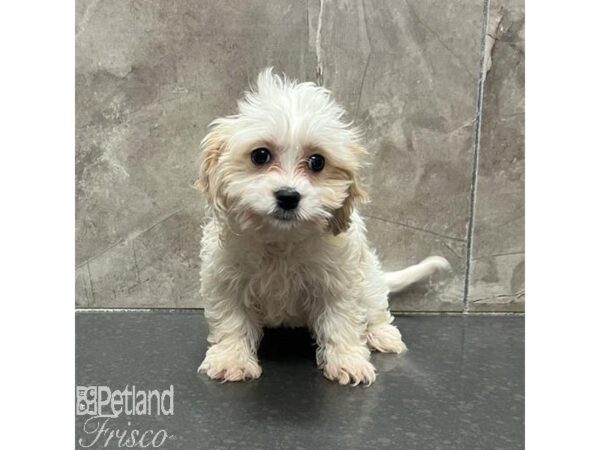 Cavachon Dog Female Blenheim / White 31284 Petland Frisco, Texas