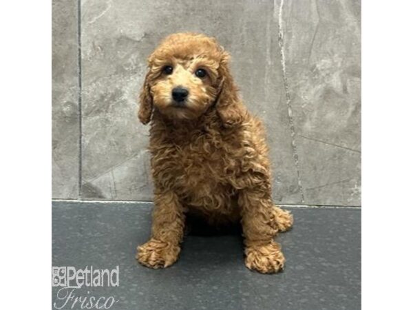 Miniature Poodle Dog Male Red 31286 Petland Frisco, Texas