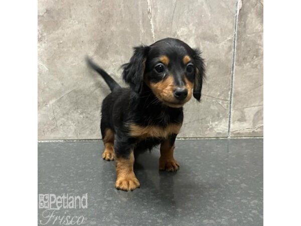 Miniature Dachshund Dog Female Black / Tan 31288 Petland Frisco, Texas