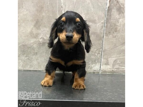 Miniature Dachshund Dog Male Black / Tan 31289 Petland Frisco, Texas