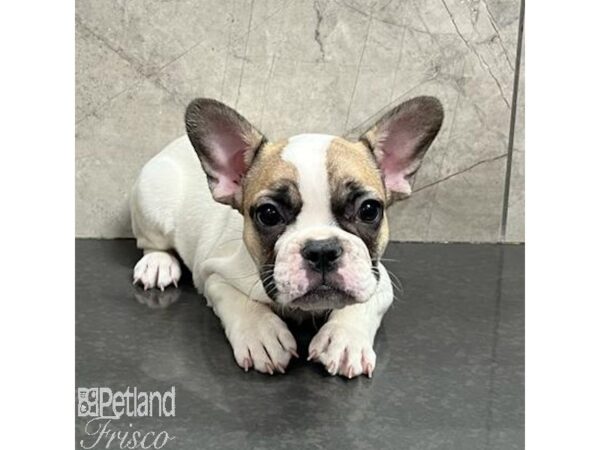 French Bulldog Dog Male White / Sable 31290 Petland Frisco, Texas