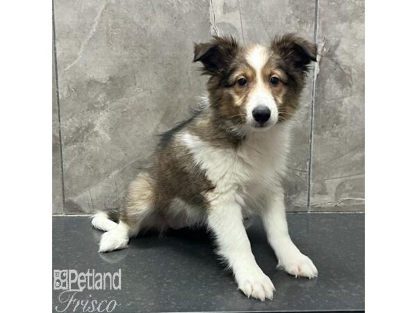 Shetland Sheepdog Dog Female Sable and White 31293 Petland Frisco, Texas