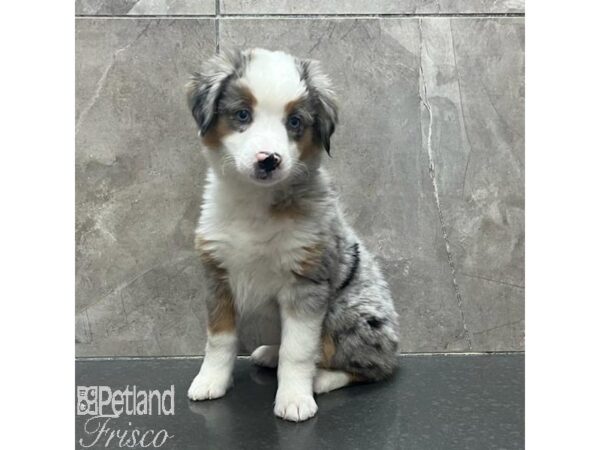 Miniature Australian Shepherd Dog Female Blue Merle 31297 Petland Frisco, Texas