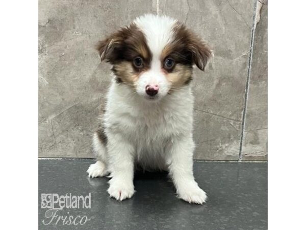 Miniature Australian Shepherd Dog Male Red Merle, White and Tan 31300 Petland Frisco, Texas