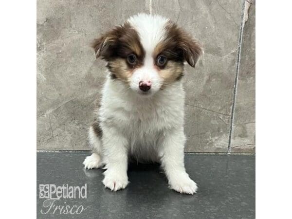 [#31300] Red Merle, White and Tan Male Miniature Australian Shepherd Puppies For Sale