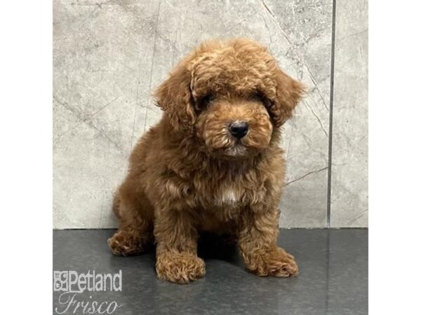 Poodle Mini Dog Male Red 31307 Petland Frisco, Texas