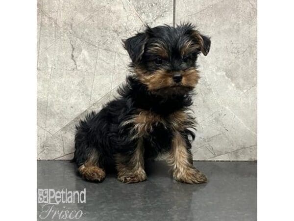 [#31308] Black / Tan Male Yorkshire Terrier Puppies For Sale
