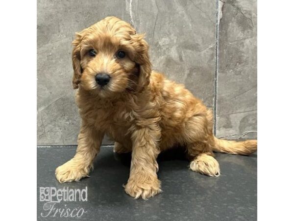 Goldendoodle Mini 2nd Gen-Dog-Male-Red-31312-Petland Frisco & Mckinney, Texas