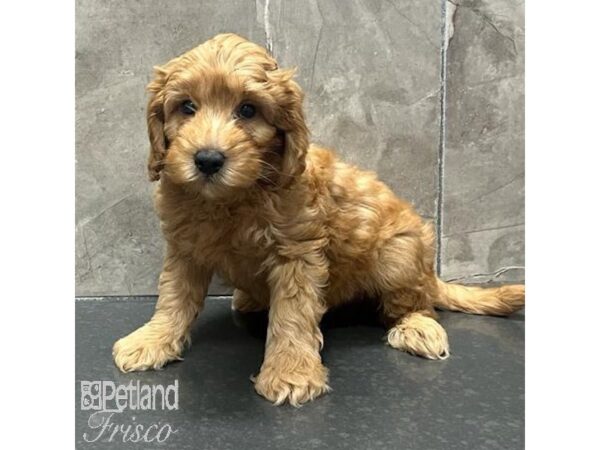 Goldendoodle Mini 2nd Gen Dog Male Red 31312 Petland Frisco, Texas