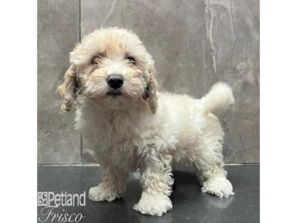 Goldendoodle Mini 2nd Gen Dog Female Cream 31313 Petland Frisco, Texas