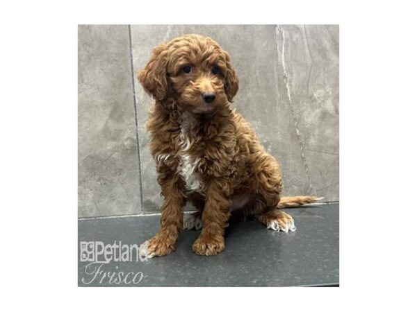 Goldendoodle Mini 2nd Gen Dog Male Red 31314 Petland Frisco, Texas