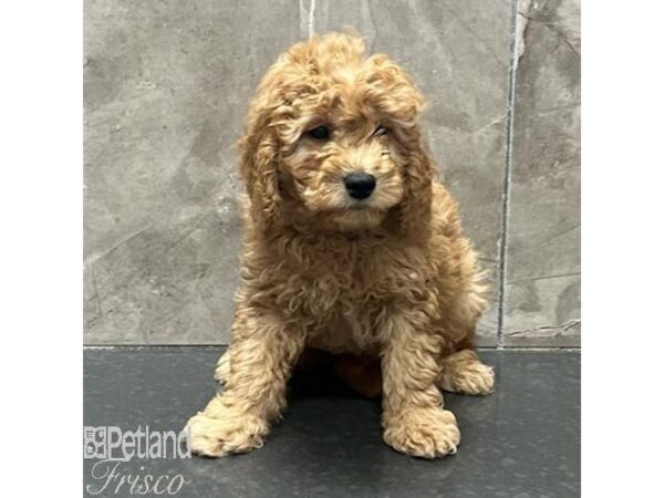 Goldendoodle Mini 2nd Gen-Dog-Male-Red-31315-Petland Frisco & Mckinney, Texas