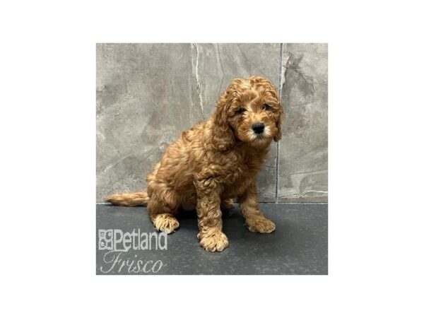 Goldendoodle Mini 2nd Gen-Dog-Female-Red-31316-Petland Frisco & Mckinney, Texas