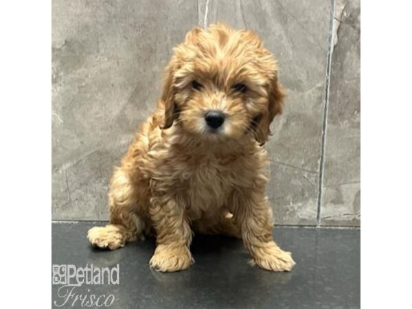 Goldendoodle Mini 2nd Gen Dog Female Red 31317 Petland Frisco, Texas