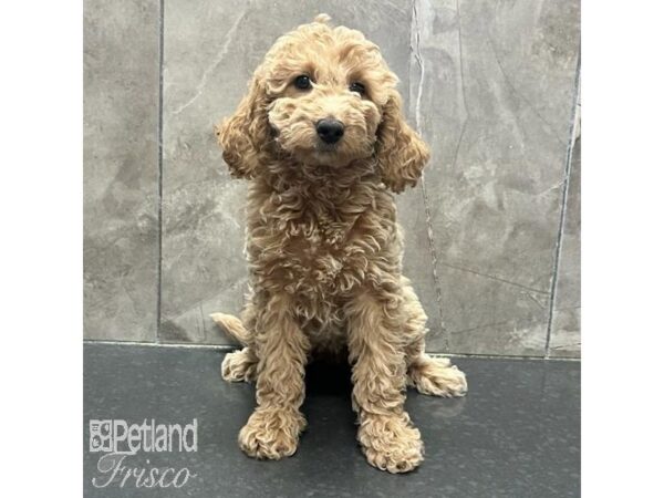 Goldendoodle Mini 2nd Gen-Dog-Female-Cream-31318-Petland Frisco & Mckinney, Texas