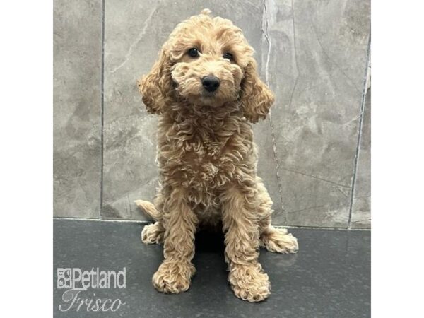 Goldendoodle Mini 2nd Gen-Dog-Female-Cream-31318-Petland Frisco, Texas