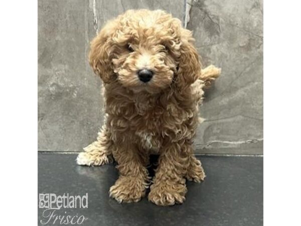 Goldendoodle Mini 2nd Gen Dog Male Cream 31319 Petland Frisco, Texas