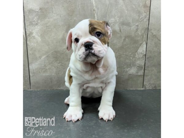 English Bulldog Dog Female White and Brown 31336 Petland Frisco, Texas