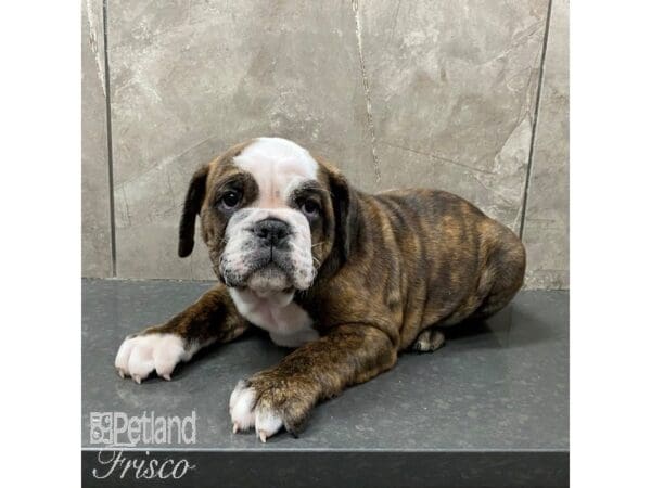 English Bulldog-Dog-Female-Brindle-31335-Petland Frisco, Texas
