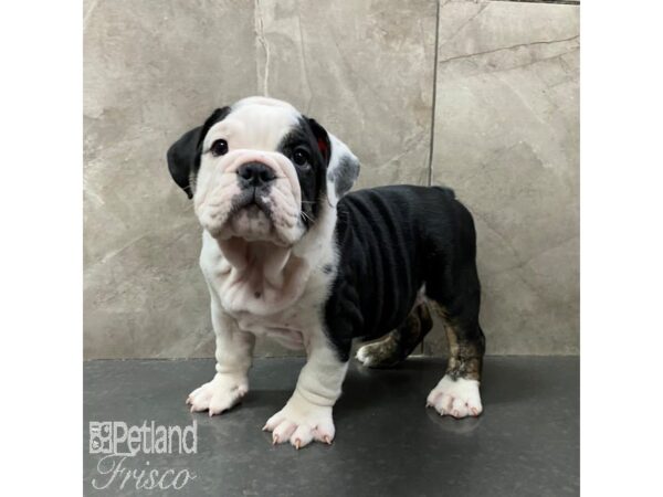 English Bulldog Dog Male Black and White 31334 Petland Frisco, Texas