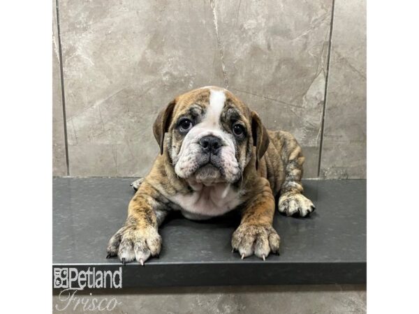 English Bulldog Dog Male Brindle 31333 Petland Frisco, Texas