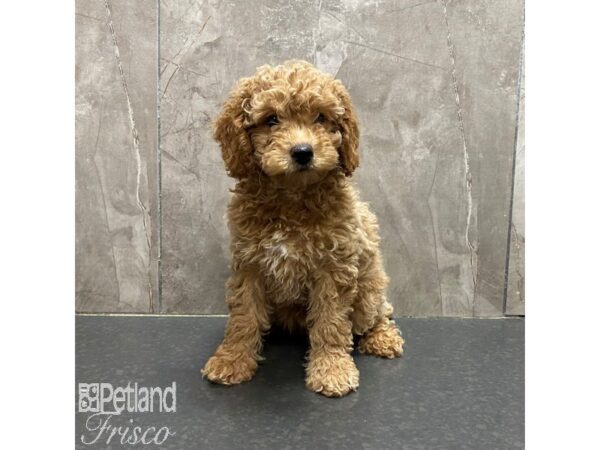 Miniature Poodle-Dog-Female-Apricot-31332-Petland Frisco, Texas