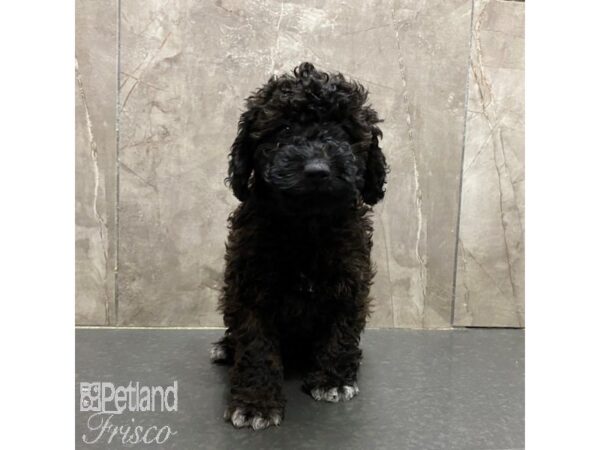 Miniature Poodle-Dog-Female-Brindle-31331-Petland Frisco, Texas