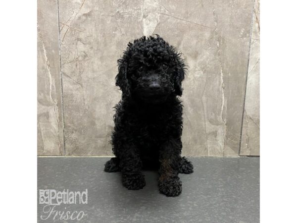 Miniature Poodle Dog Female Black 31330 Petland Frisco, Texas