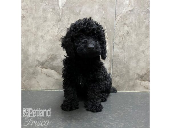 Miniature Poodle Dog Female Black 31329 Petland Frisco, Texas