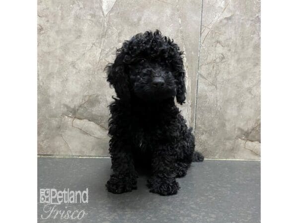 [#31329] Black Female Miniature Poodle Puppies For Sale