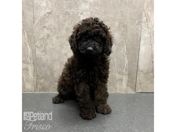 Miniature Poodle Dog Male Black and Brown 31328 Petland Frisco, Texas